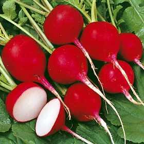 หัวผักกาดสีแดง Radish Cherry Belle 