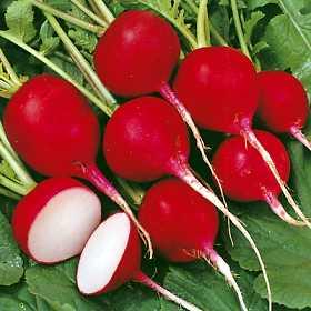 หัวผักกาดสีแดง Radish Cherry Belle  | ณัฐนรี การ์เด้นท์ - เหนือคลอง กระบี่