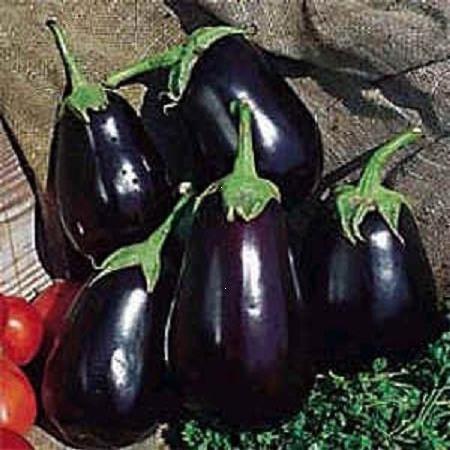 มะเขือดำ Black Beauty eggplant | ณัฐนรี การ์เด้นท์ - เหนือคลอง กระบี่