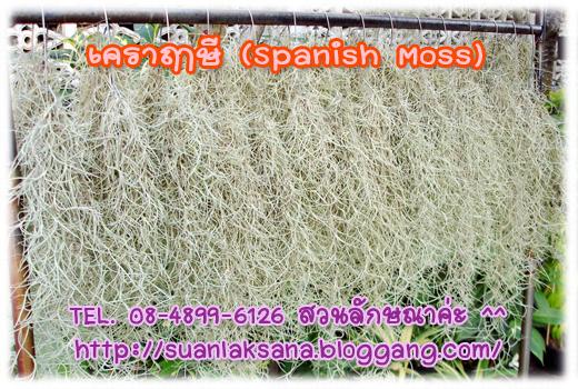 จำหน่ายเคราฤาษี หรือต้นหนวดตาแป๊ะ (Spanish Moss)