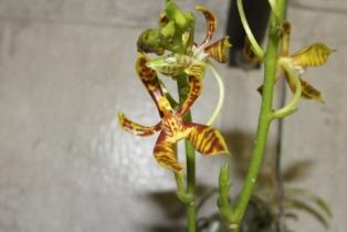 Phal.mannii  ไม้ปลูกเลี้ยงแล้ว | ต้นข้าวออร์คิดส์ - เมืองเชียงใหม่ เชียงใหม่