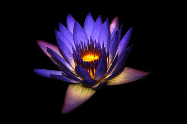 Blue waterlily