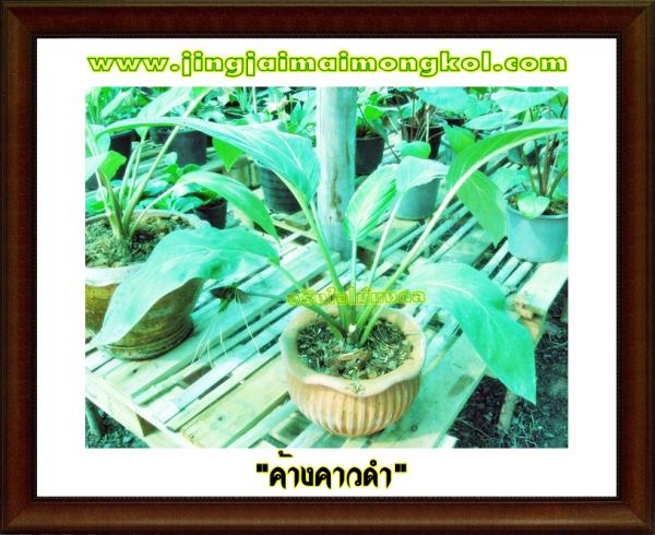 ว่านค้างคาวดำ กระถาง 6 นิ้ว  | จริงใจไม้มงคล แอนด์ แลนด์สเคป - ลำลูกกา ปทุมธานี