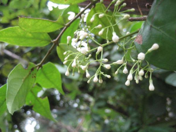  กุมาริกา ช่อมาลี | สวนในฝัน - เมืองเชียงใหม่ เชียงใหม่