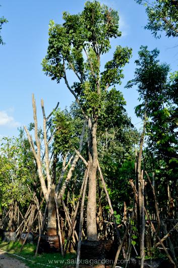 ต้นมะฮอกกานี | สวนสายบัวพันธุ์ไม้ - แก่งคอย สระบุรี