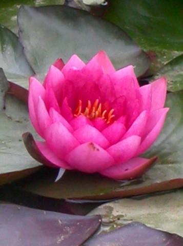 บัวสีชมพูฟอร์มกลม (Pink Waterlily)