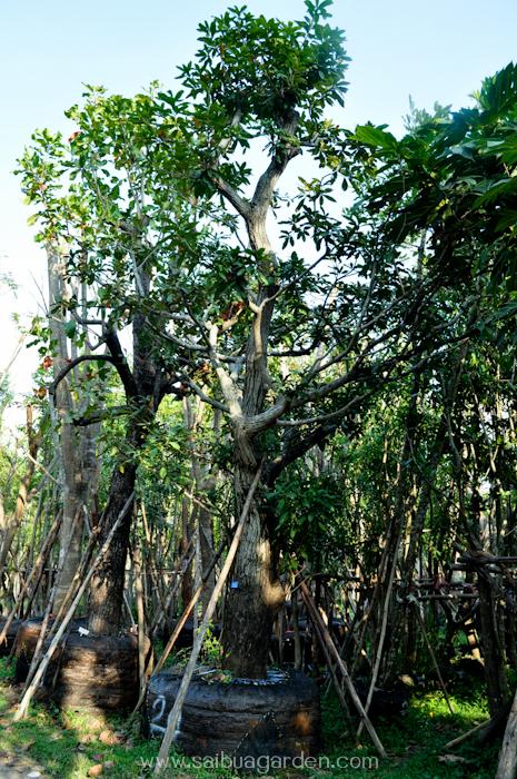 ต้นจิกน้ำ | สวนสายบัวพันธุ์ไม้ - แก่งคอย สระบุรี