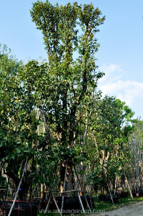 ต้นเสลา | สวนสายบัวพันธุ์ไม้ - แก่งคอย สระบุรี