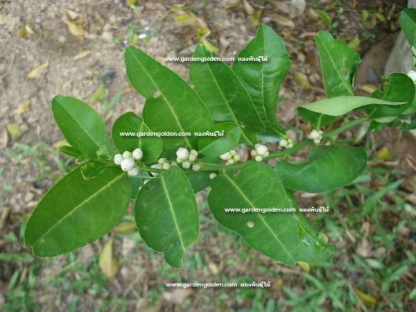 ดอกมะนาวแป้นพิจิตร1 ช่อดอกเป็นพวง | สวนทองพันธุ์ไม้ - สวรรคโลก สุโขทัย