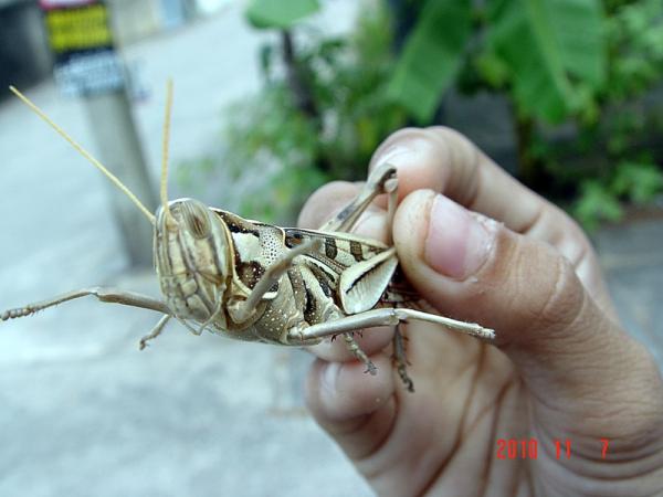 ตัวกินผักสามสี | สวนพิณ - ศรีราชา ชลบุรี