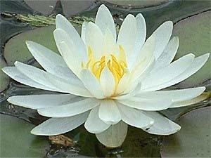 White Waterlily