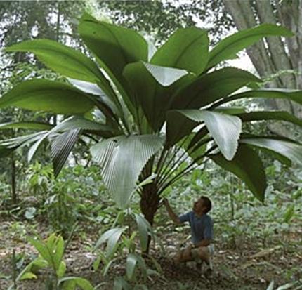 บังสูรย์มีลำต้นJohannesteijsmannia perakensis | พูนศักดิ์ ณ ปาดี -  นราธิวาส