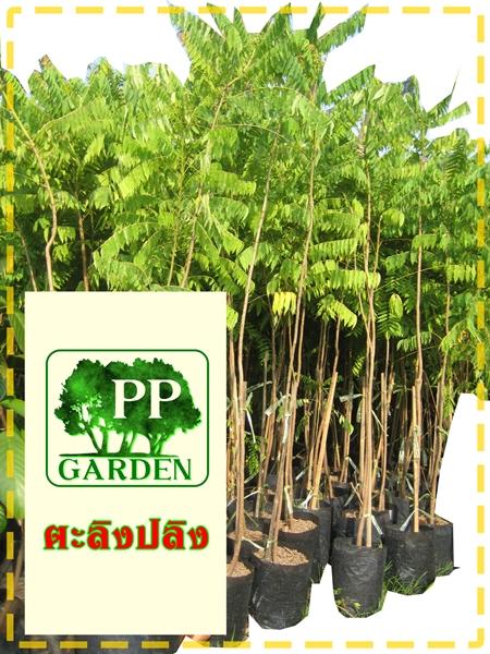 ตะลิงปลิง | พีพี การ์เด้น - กบินทร์บุรี ปราจีนบุรี