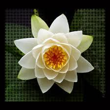 บัวฝรั่งขาว white waterlily