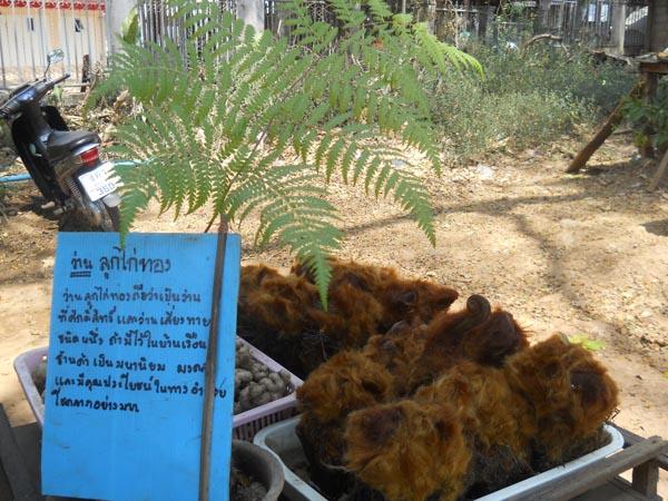 ว่านลูกไก่ทอง | รังค์ว่าน - เมืองตาก ตาก