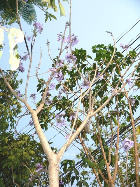 ศรีตรัง | สวนยอดพันธ์ไม้ - องครักษ์ นครนายก