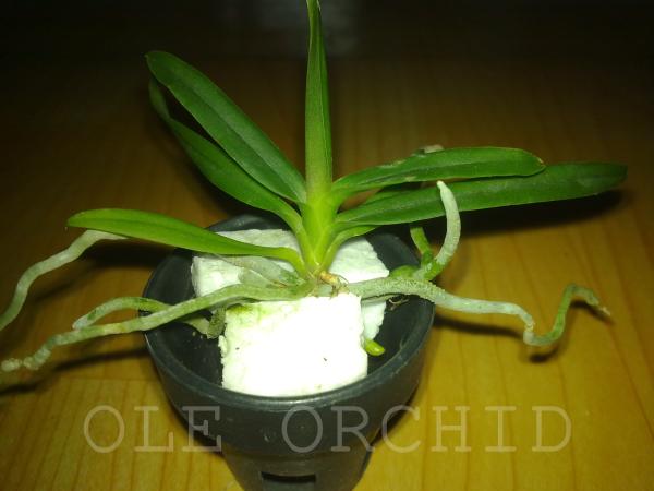 ไม้นิ้วเข็มเวียดนามผสมกับเข็มม่วง( ต้นลูก) | OLE Orchid - เมืองนครปฐม นครปฐม