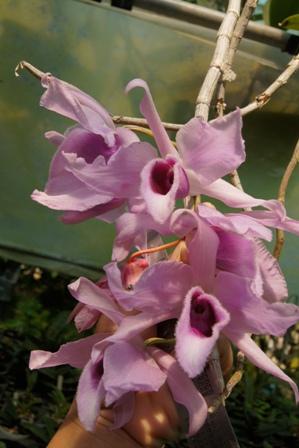 Dendrobium  anosmum  | ต้นข้าวออร์คิดส์ - เมืองเชียงใหม่ เชียงใหม่