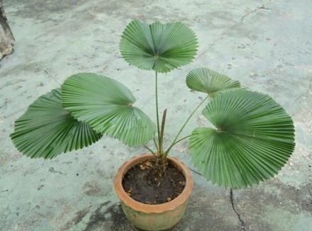 licuala cordata ปาล์มหายาก ไซค์เล็ก