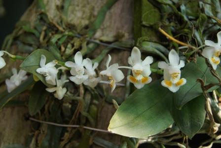 Phal.gibbosa alba  ฟาแลนกิ๊บโบซ่าเผือก | ต้นข้าวออร์คิดส์ - เมืองเชียงใหม่ เชียงใหม่