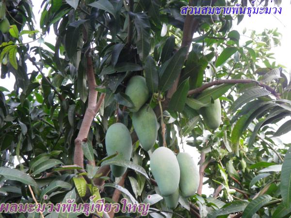 จำหน่ายกิ่งพันธุ์มะม่วง (พันธุ์เขียวใหญ่) | สวนสมชายพันธุ์มะม่วง - พระพุทธบาท สระบุรี