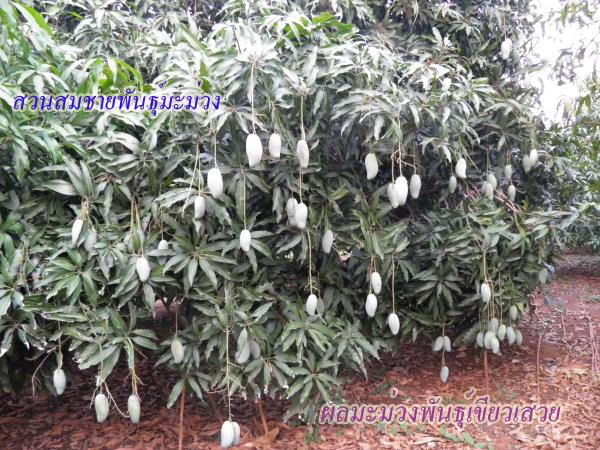 จำหน่ายกิ่งพันธุ์มะม่วง (พันธุ์เขียวเสวย) | สวนสมชายพันธุ์มะม่วง - พระพุทธบาท สระบุรี