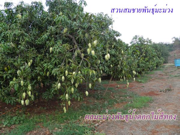 จำหน่ายกิ่งพันธุ์มะม่วง (พันธุ์น้ำดอกไม้สีทอง) | สวนสมชายพันธุ์มะม่วง - พระพุทธบาท สระบุรี