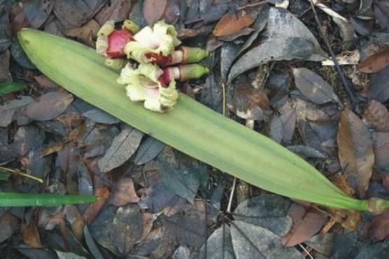 เมล็ดเพกา,เมล็ดลิ้นฟ้า,ลิ้นฟ้า | เดอะ ซี๊ด - สายไหม กรุงเทพมหานคร