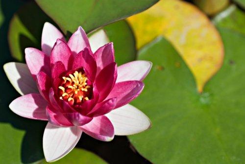 waterlily  | ชัยวัฒน์. เมล็ดพันธุ์บัว - อรัญประเทศ สระแก้ว