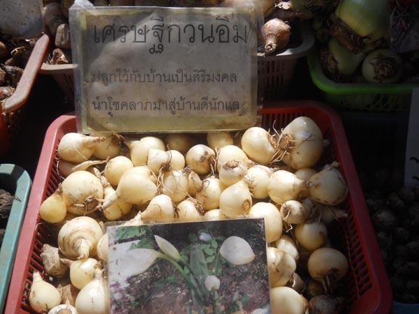 ว่านเศรษฐีกวนอิม | รังค์ว่าน - เมืองตาก ตาก