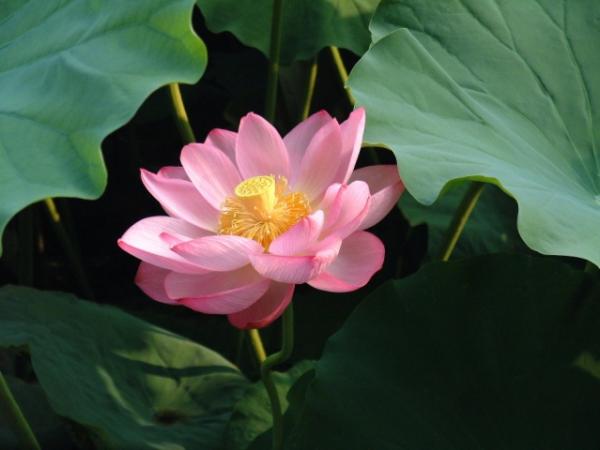 เม็ดพันธุ์บัว Nelumbo