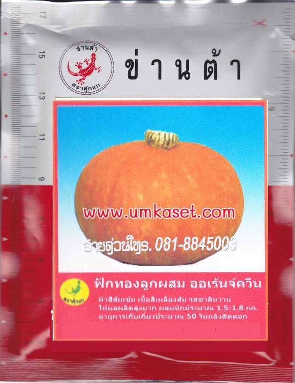 ฟักทองญี่ปุ่นลูกผสม-ออเรนจ์ควีน | umkaset - เมืองลำพูน ลำพูน