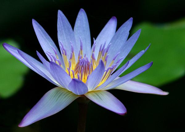 บัวสีฟ้า Blue waterlily