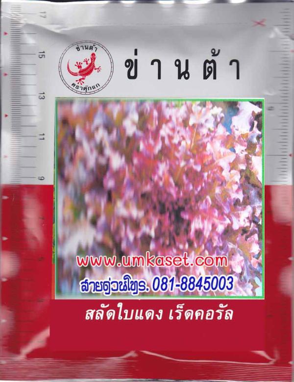 สลัดใบแดง-เร็ดคอรัล | umkaset - เมืองลำพูน ลำพูน