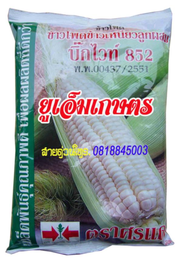 ข้าวโพดข้าวเหนียวลูกผสม บิ๊กไวท์852 | umkaset - เมืองลำพูน ลำพูน