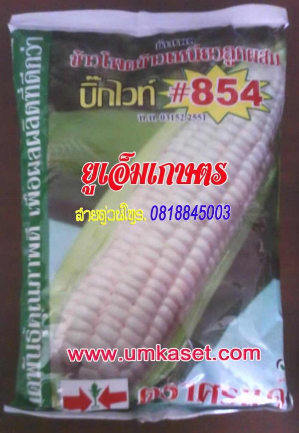 ข้าวโพดข้าวเหนียวลูกผสม บิ้กไวท์-854