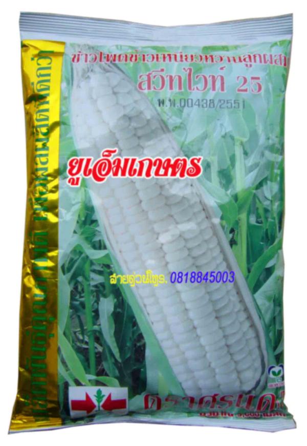 ข้าวโพดข้าวเหนียวหวานลูกผสม สวีทไวท์25 | umkaset - เมืองลำพูน ลำพูน