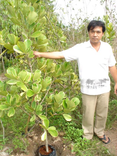 เกล็ดกระโห้ด่าง | โชคพันธุ์ไม้ - เมืองปราจีนบุรี ปราจีนบุรี