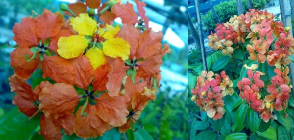  Bauhinia kockiana    