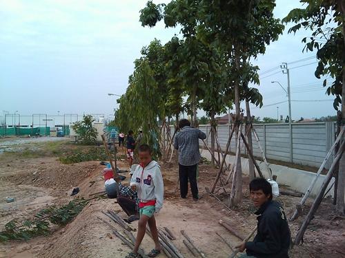 ต้นอโศกอินเดีย | สวนปิยะวัฒน์พันธ์ไม้ - องครักษ์ นครนายก