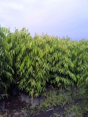 ต้นอโศกอินเดีย 2.5 เมตร | สวนปิยะวัฒน์พันธ์ไม้ - องครักษ์ นครนายก
