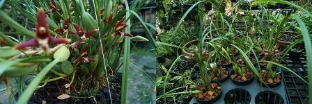 Maxillaria tenuiforia  | ต้นข้าวออร์คิดส์ - เมืองเชียงใหม่ เชียงใหม่