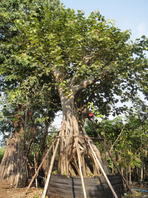 โพธิ์ | สวนทวี - เมืองปราจีนบุรี ปราจีนบุรี