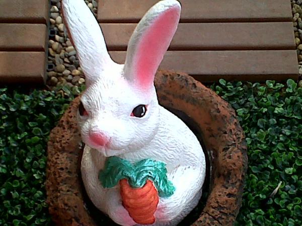 กระต่ายน้อยถือแครอท | สวนพบพลอย - คลองสามวา กรุงเทพมหานคร