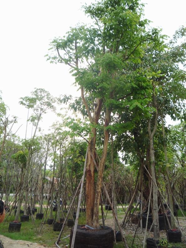 ประดู่ป่า | สวนยอดพันธ์ไม้ - องครักษ์ นครนายก