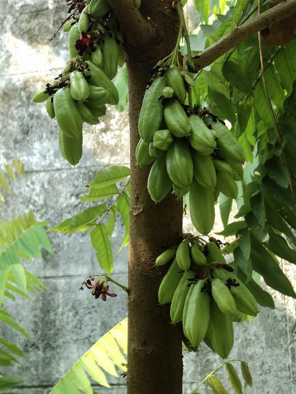 เมล็ดตะลิงปิง | บ้านสวนกล้วย - เมืองอุบลราชธานี อุบลราชธานี
