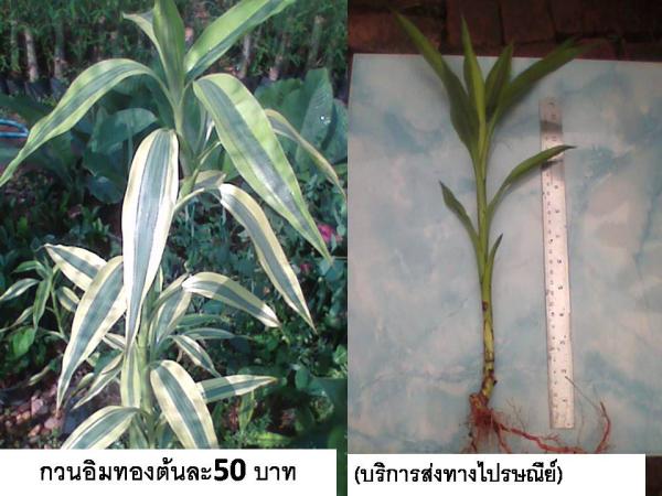 กวนอิมทอง | D&T Garden - เมืองปราจีนบุรี ปราจีนบุรี