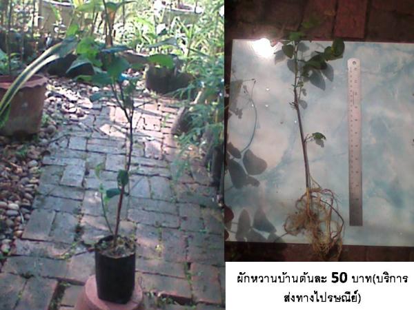 ผักหวานบ้าน (บริการส่งทางไปรษณี | D&T Garden - เมืองปราจีนบุรี ปราจีนบุรี