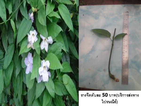 ว่านรางจืดเถา | D&T Garden - เมืองปราจีนบุรี ปราจีนบุรี