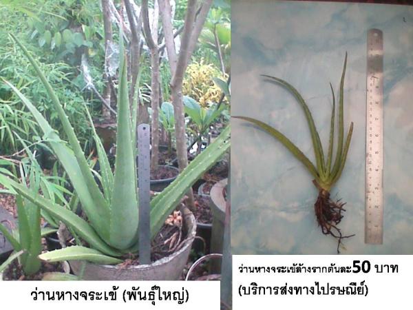 ว่านหางจระเข้(พันธุ์ใหญ่)(บริการต้นพันธุ์ล้างรากทางไปรษณีย์) | D&T Garden - เมืองปราจีนบุรี ปราจีนบุรี